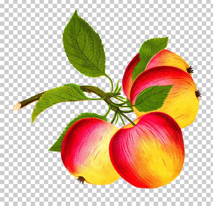 Apple Food Fruit PNG, Clipart, Apple, Apple Fruit, Botanical Illustration, Botany, Diet Food Free PNG Download