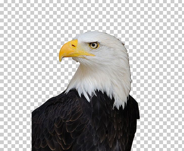 Bald Eagle Bird White-tailed Eagle New World Warblers PNG, Clipart, Accipitriformes, Animals, Bald, Bald Eagle, Beak Free PNG Download