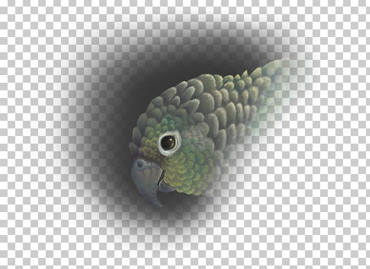 Conure Green-cheeked Parakeet Parrot Art Drawing PNG, Clipart, Animal, Animals, Art, Artist, Bird Free PNG Download