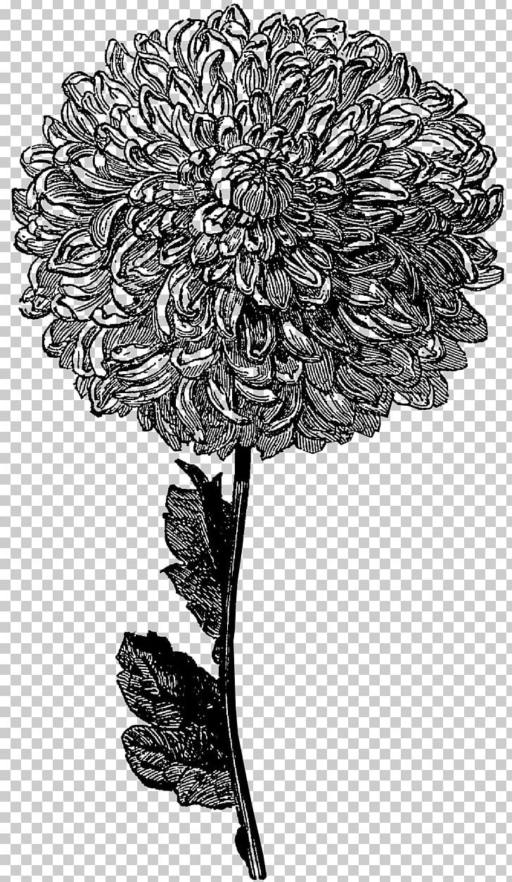 Flower Drawing Black And White PNG, Clipart, Art, Black And White, Chrysanths, Cut Flowers, Desktop Wallpaper Free PNG Download