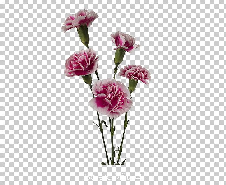 Garden Roses Carnation Cabbage Rose Cut Flowers Pink PNG, Clipart, Artificial Flower, Carnation, Clove, Cut Flowers, Floral Design Free PNG Download