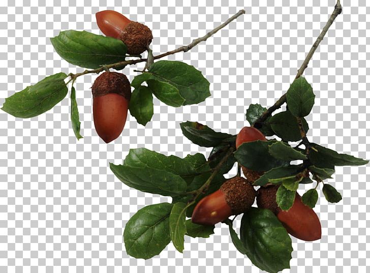 Quercus Agrifolia Southern Live Oak Quercus Fusiformis Quercus Laurifolia White Oak PNG, Clipart, Acorn, Branch, Cherry, Food, Fruit Free PNG Download