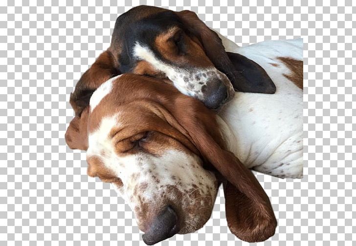 Basset Artésien Normand Basset Hound English Foxhound American Foxhound Grand Anglo-Français Tricolore PNG, Clipart, American Foxhound, Basset Artesien Normand, Basset Hound, Companion Dog, Denises Spic Span Free PNG Download