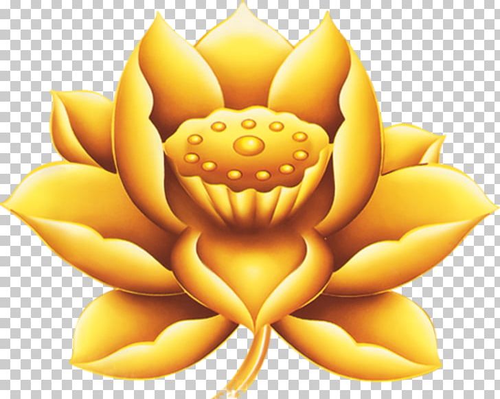 Nelumbo Nucifera Gold Mid-Autumn Festival PNG, Clipart, Chemical Element, Computer Wallpaper, Flower, Gold, Golden Free PNG Download