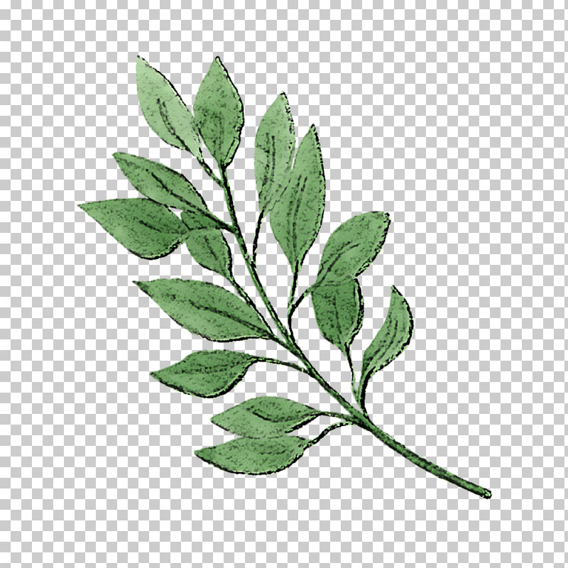 Leaf Plant Flower Tree Branch PNG, Clipart, Branch, Cinquefoil, Flower, Leaf, Plant Free PNG Download