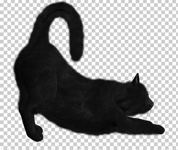 Bombay Cat Kitten Portable Network Graphics Desktop PNG, Clipart, Animals, Black, Black Cat, Bombay, Bombay Cat Free PNG Download
