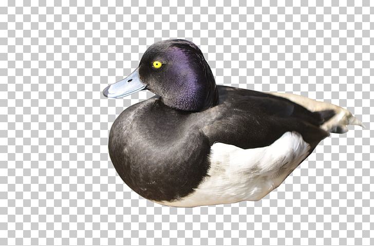 Mallard Duck Raster Graphics PNG, Clipart, Animals, Background Black, Beak, Bird, Black Free PNG Download