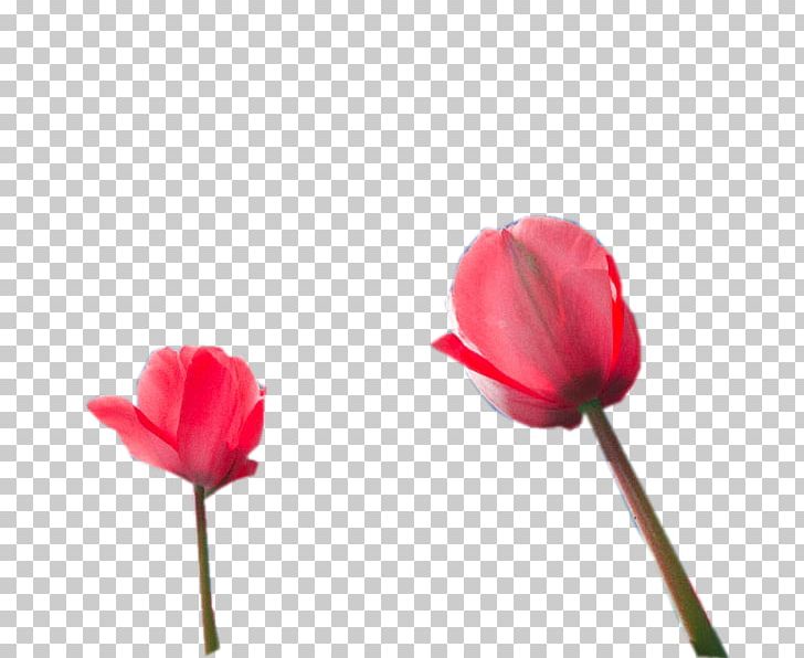 Poppy Flower Tulip .net Red PNG, Clipart, Blog, Blossom, Bud, Cicek, Cicekler Free PNG Download