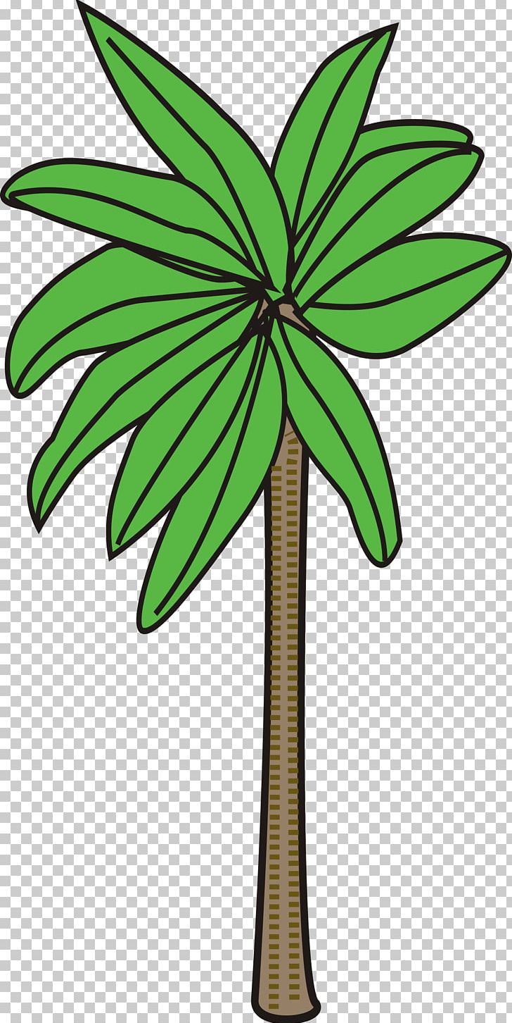 Tree Arecaceae Woody Plant PNG, Clipart, Arecaceae, Branch, Date Palm, Flora, Flower Free PNG Download