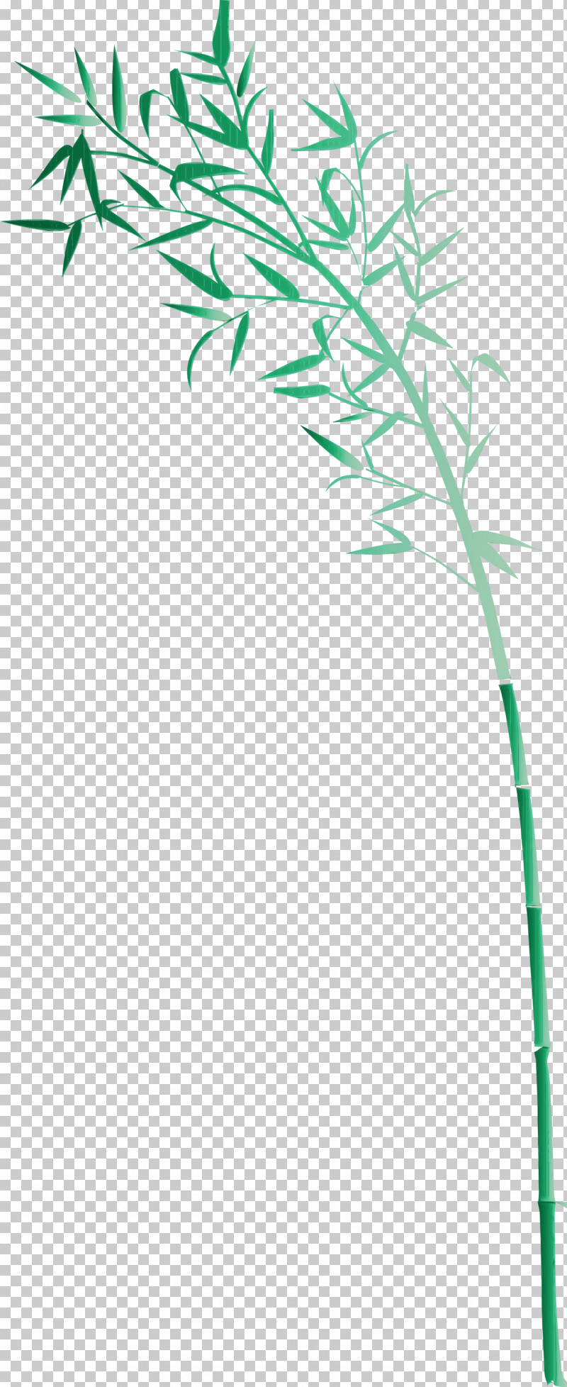 Green Plant Stem Plant Leaf Grass Family PNG, Clipart, Bamboo, Flower, Grass, Grass Family, Green Free PNG Download