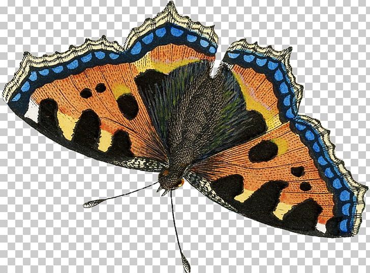 Butterfly Insect Moth Pollinator Nymphalidae PNG, Clipart, Arthropod, Brush Footed Butterfly, Butterflies And Moths, Butterfly, Insect Free PNG Download