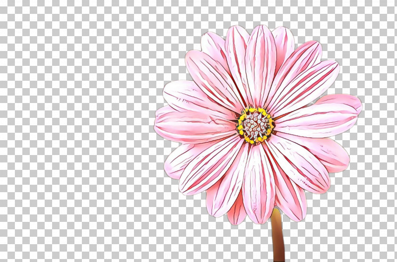Daisy PNG, Clipart, Barberton Daisy, Cut Flowers, Daisy, Daisy Family, Flower Free PNG Download