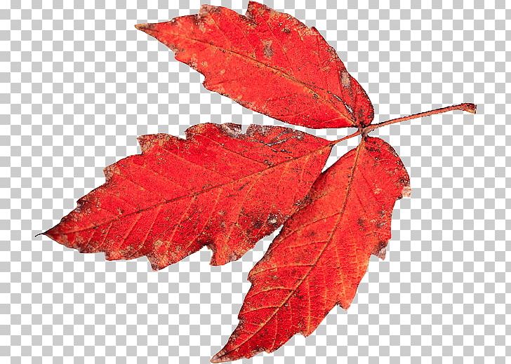 Autumn Tasmania Leaf Drawing Color Vision PNG, Clipart, Autumn, Color, Color Vision, Drawing, Leaf Free PNG Download