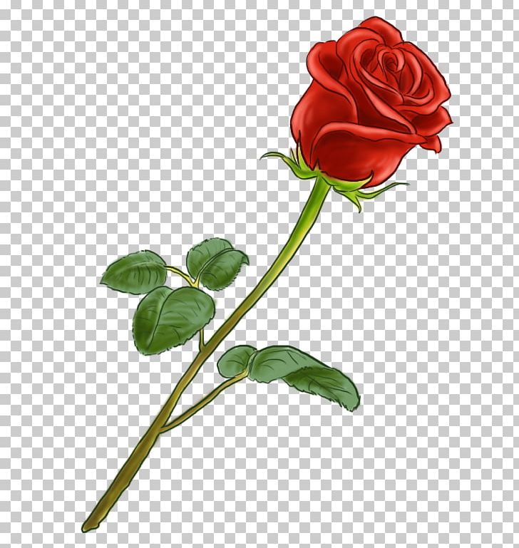 Garden Roses Drawing Centifolia Roses Red PNG, Clipart, Art, Bud, Centifolia Roses, Color, Croquis Free PNG Download