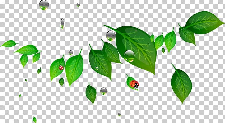 Leaf Maple Leaf Branch PNG, Clipart, Background Green, Branch, Computer Wallpaper, Creative Green, Designer Free PNG Download
