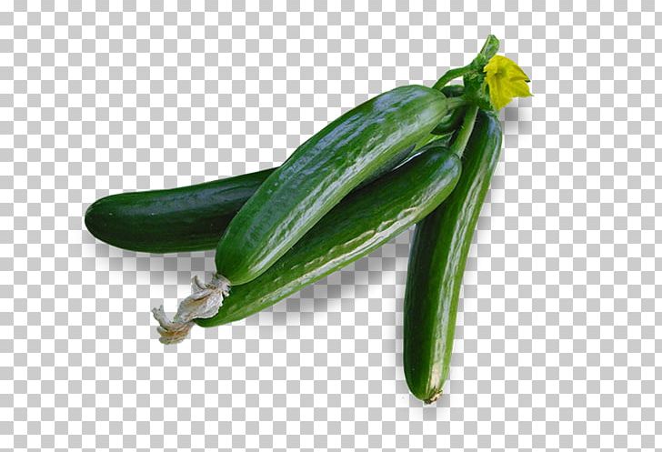 Serrano Pepper Cucumber Jalapeño Pasilla Chili Pepper PNG, Clipart, Bell Peppers And Chili Peppers, Capsicum Annuum, Chili Pepper, Cucumber, Cucumber Gourd And Melon Family Free PNG Download