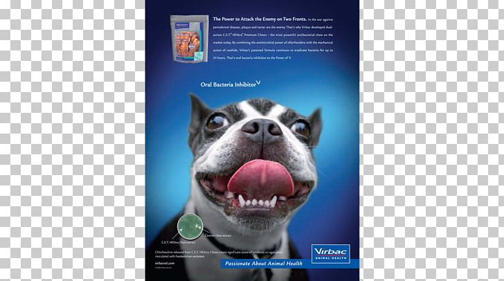 Dog Breed Boston Terrier Advertising Snout Brand PNG, Clipart, Advertising, Boston Terrier, Brand, Breed, Dog Free PNG Download
