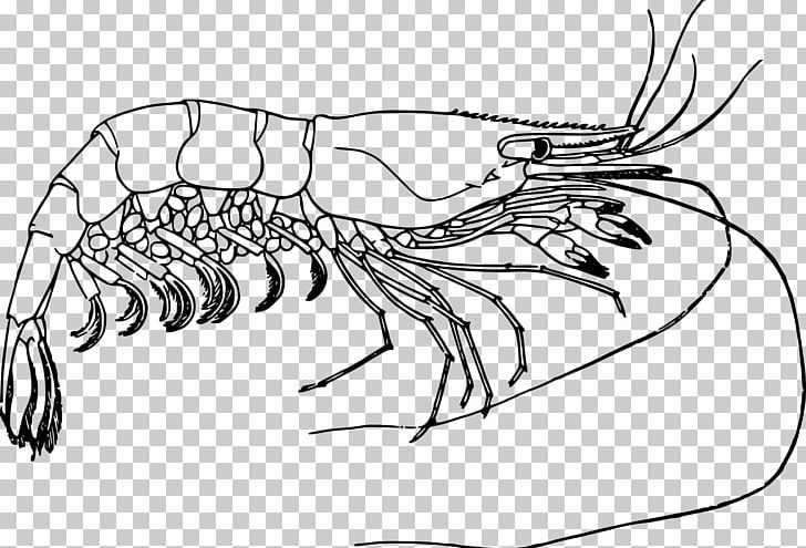 Drawing Prawn PNG, Clipart, Animals, Art, Artwork, Black And White, Cartoon Lobster Free PNG Download