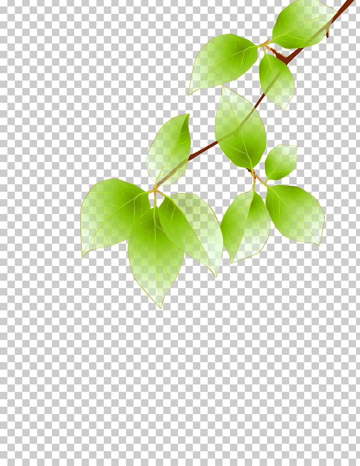 Maple Leaf Green Euclidean PNG, Clipart, Autumn, Autumn Leaf Color, Autumn Leaves, Banana Leaves, Branch Free PNG Download