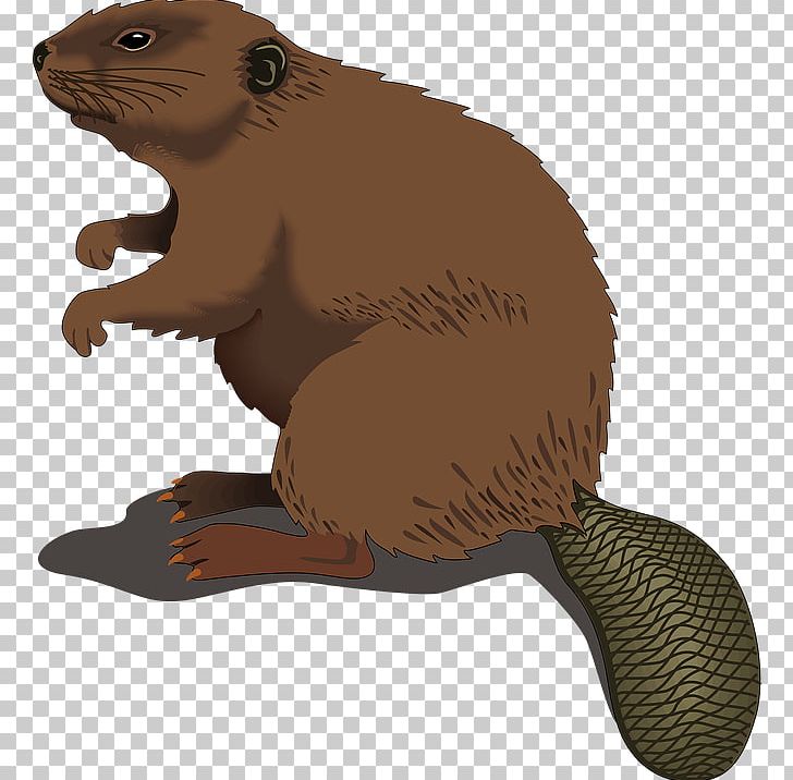 North American Beaver Silhouette PNG, Clipart, Beaver, Beaver Dam, Cartoon, Drawing, Fauna Free PNG Download
