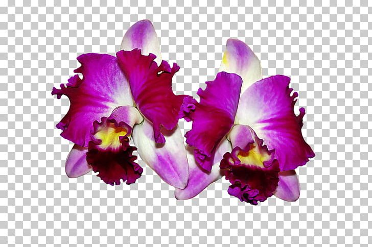 Orchids Flower Desktop PNG, Clipart, Cattleya, Cattleya Labiata, Cattleya Orchids, Christmas Orchid, Cut Flowers Free PNG Download