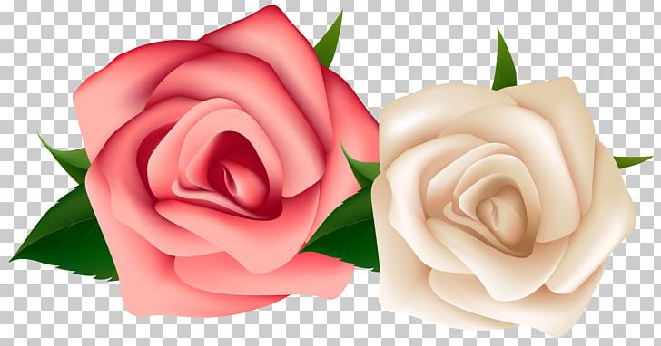 Rose White PNG, Clipart, Black Rose, Blog, Clipart, Clip Art, Cut Flowers Free PNG Download