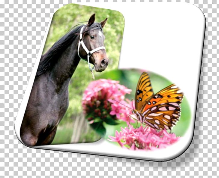 Butterfly Mustang Uma Paixao Sentida Halter Insect PNG, Clipart, 2019 Ford Mustang, Butterflies And Moths, Butterfly, Cavalo, Fauna Free PNG Download