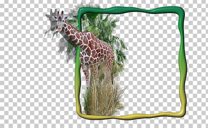 Giraffe Frames Digital Photo Frame PNG, Clipart, Digital Photo Frame, Download, Drawing, Fauna, Film Frame Free PNG Download