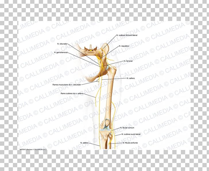 Insect Muscle Pest Angle Plant Stem PNG, Clipart, Angle, Animals, Arm, Arthropod, Cranial Nerve Free PNG Download