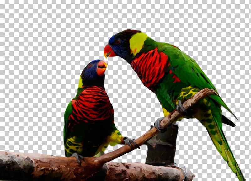 Loriini Rainbow Lorikeet Macaw Parakeet Beak PNG, Clipart, Beak, Loriini, Macaw, Paint, Parakeet Free PNG Download
