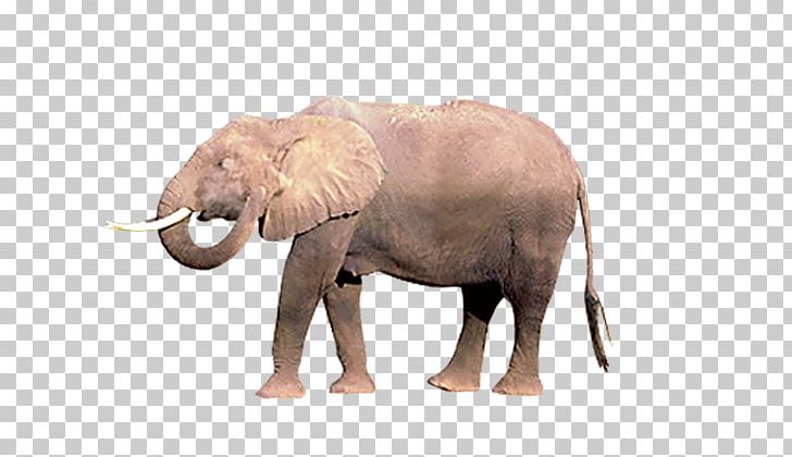 African Elephant Indian Elephant PNG, Clipart, Animal, Animals, Baby Elephant, Biological, Download Free PNG Download