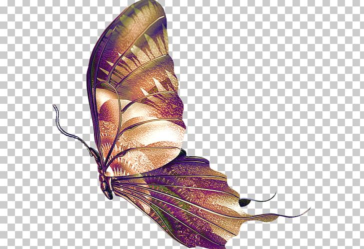Butterfly PNG, Clipart, Animaatio, Blog, Bow Tie, Butterfly, Com Free PNG Download