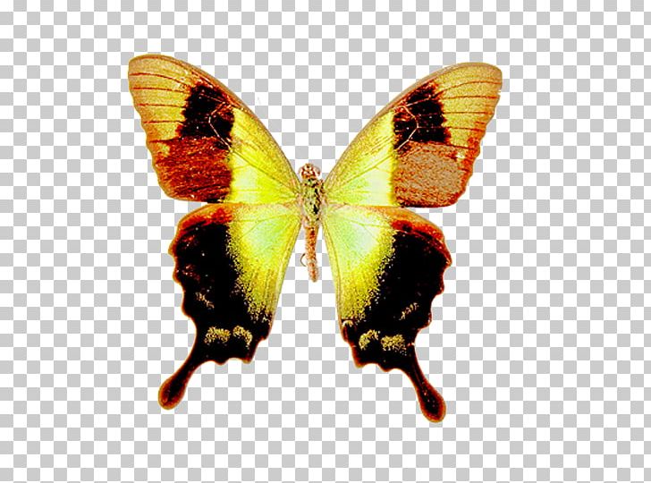 Butterfly Drawing PNG, Clipart, Art, Arthropod, Blog, Brush Footed Butterfly, Butterflies And Moths Free PNG Download