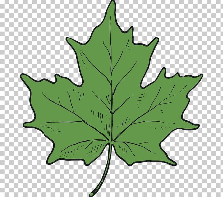 Maple Leaf Tree Plant Stem PNG, Clipart, Leaf, Maple, Maple Leaf, Plant, Plant Stem Free PNG Download