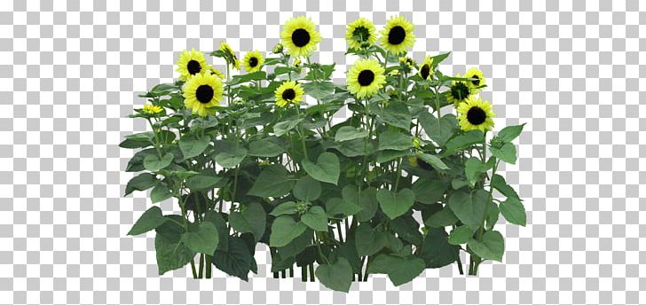 Flower Computer File PNG, Clipart, Computer File, Download, Encapsulated Postscript, Field, Fields Free PNG Download