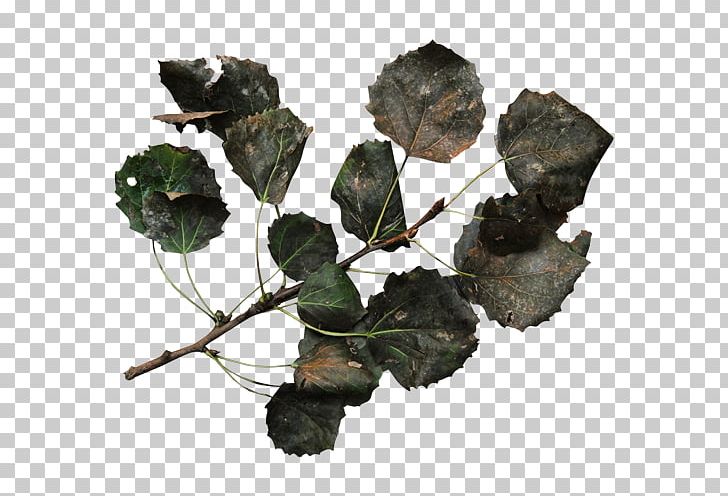 Leaf Eucalypt Flowers Twig Gum Trees Plant PNG, Clipart, Avocado, Black Leaf, Branch, Eucalypt Flowers, Follaje Free PNG Download