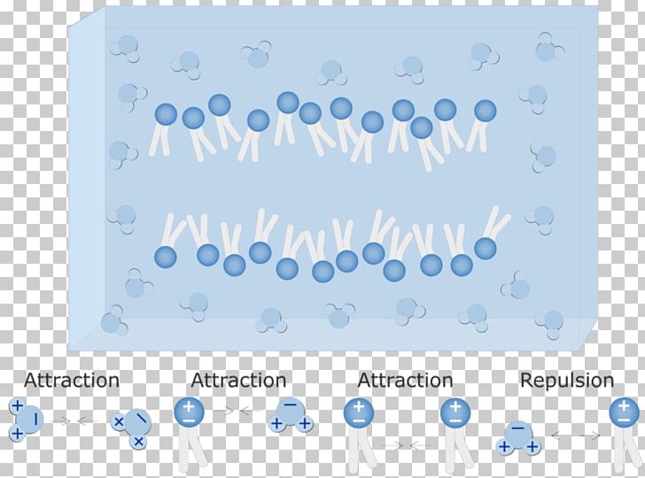 Phospholipid Lipid Bilayer Cell Membrane Hydrophile Hydrophobe PNG, Clipart, Bilayer, Biological Membrane, Blue, Cell, Cell Membrane Free PNG Download