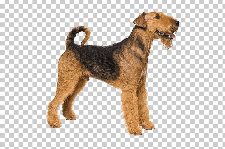 Airedale Terrier Dog Breed Pet PNG, Clipart, Airedale Terrier, Animal, Bichon Frise, Black And Tan Terrier, Breed Free PNG Download