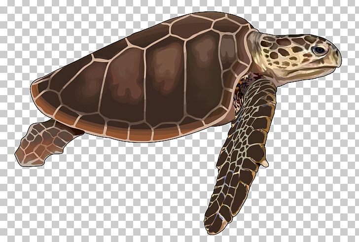 Loggerhead Sea Turtle Cheloniidae Tortoise Reptile PNG, Clipart, Basabizitza, Box Turtles, Cheloniidae, Drawing, Eastern Box Turtle Free PNG Download