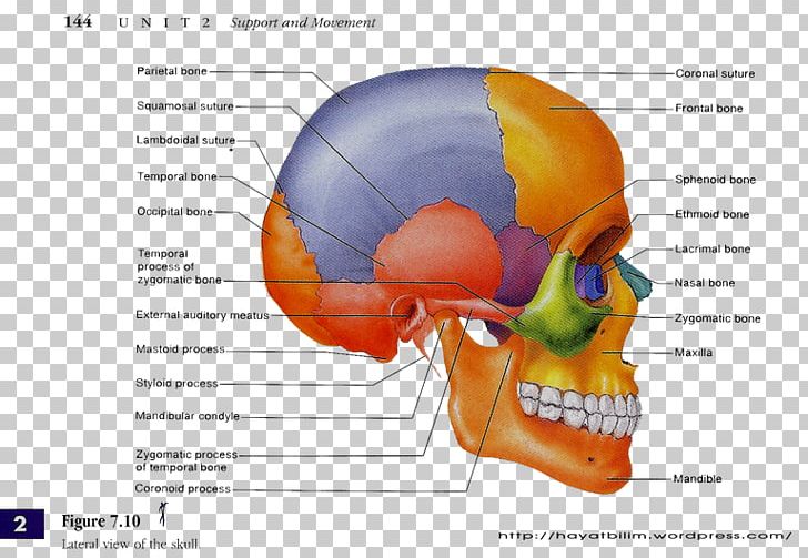 Skull Anatomy Bone Human Body Human Skeleton PNG, Clipart, Anatomy, Anterior, Anterior Cranial Fossa, Appendicular Skeleton, Bone Free PNG Download