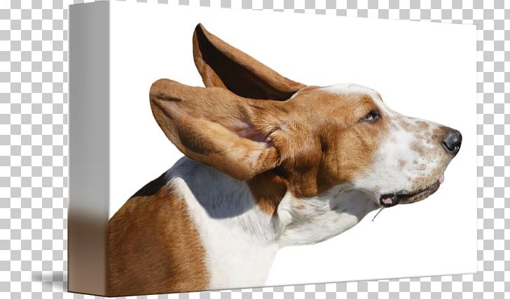 Basset Hound American Foxhound English Foxhound Beagle Harrier PNG, Clipart, Adverse Effect, American Foxhound, Basset Artesien Normand, Basset Hound, Beagle Free PNG Download