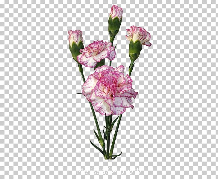 Cut Flowers Carnation Floristry Floral Design PNG, Clipart, All Inseason, Carnation, Colibri Flowers Sa, Cut Flowers, Floral Design Free PNG Download