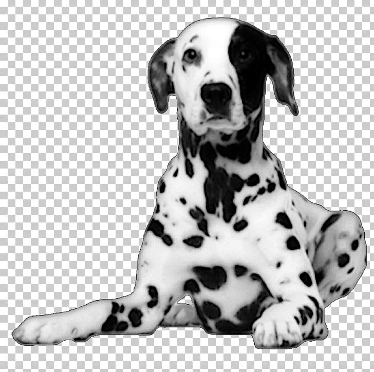 Dalmatian Dog Puppy PNG, Clipart, Animals, Black And White, Carnivoran, Companion Dog, Dalmatian Free PNG Download