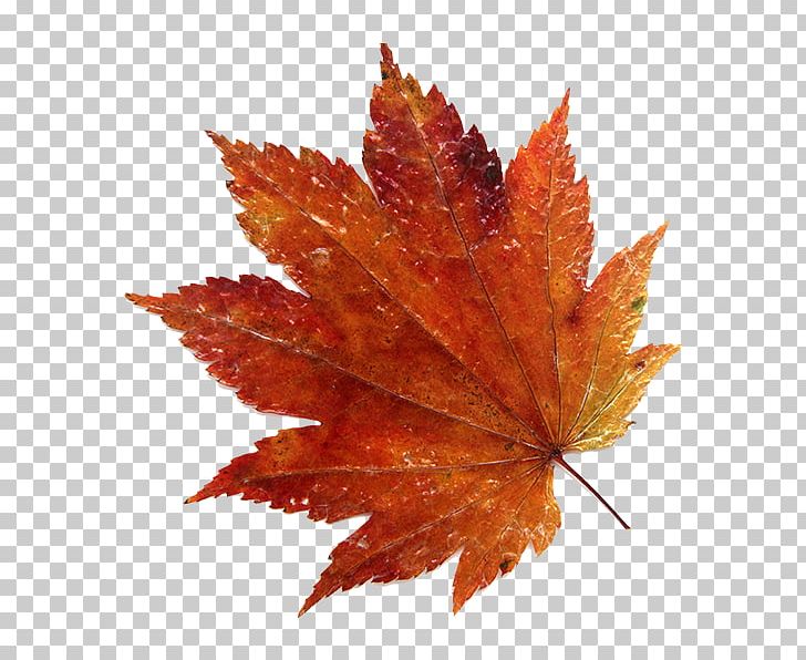 Leaf Acer Japonicum Photography Acer Shirasawanum Autumn PNG, Clipart, Acer Japonicum, Acer Shirasawanum, Autumn, Download, Getty Images Free PNG Download