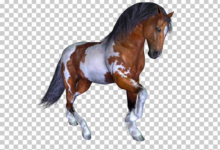 Mustang Stallion Pony Mare Wild Horse PNG, Clipart, Animal Figure, Bit, Bridle, Horse, Horse Like Mammal Free PNG Download