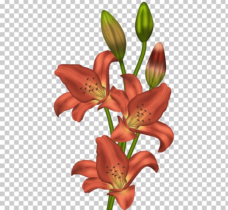 Tiger Lily Flower Orange Lily PNG, Clipart, Art White, Clip Art, Color, Cut Flowers, Daylily Free PNG Download