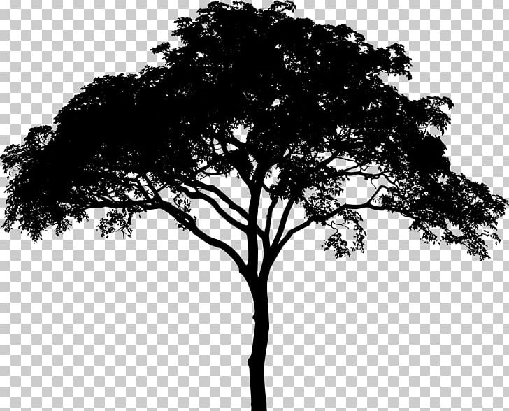 Tree Silhouette PNG, Clipart, Black And White, Branch, Computer Icons, Desktop Wallpaper, Download Free PNG Download