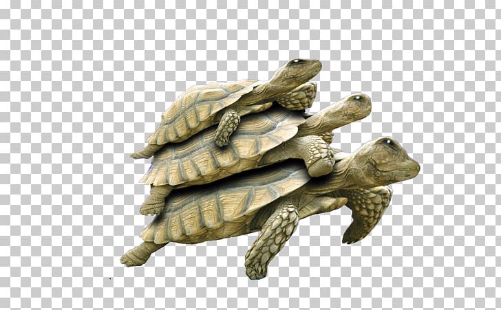 Turtle Reptile Google S Icon PNG, Clipart, Animals, Co Cou90fdu53ef, Descending, Download, Euclidean Vector Free PNG Download