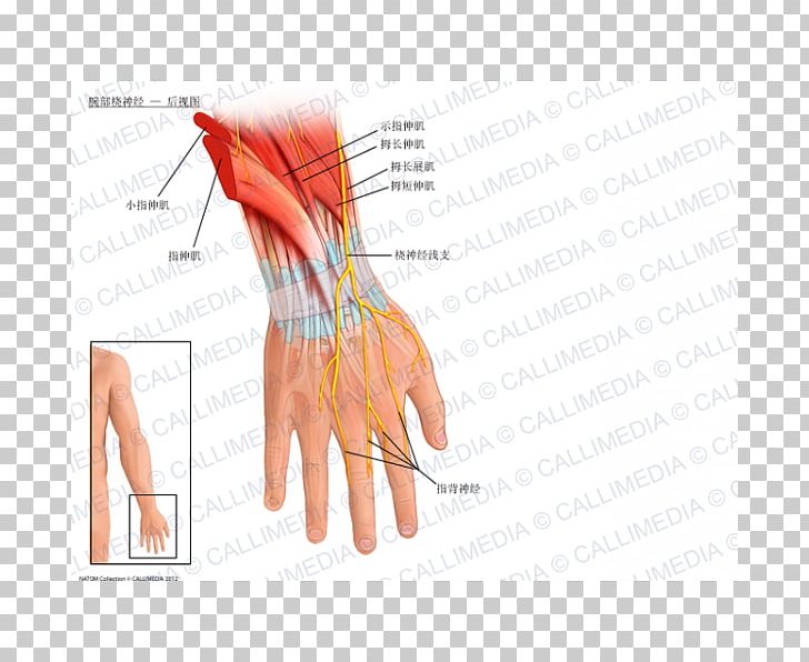 Radial Nerve Wrist Anatomy Radial Artery PNG, Clipart, Anatomy, Arm, Blood Vessel, Finger, Hand Free PNG Download