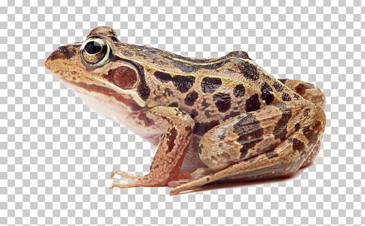 True Frog Common Frog PNG, Clipart, Africa Map, American Bullfrog, Amphibian, Animals, Asia Map Free PNG Download
